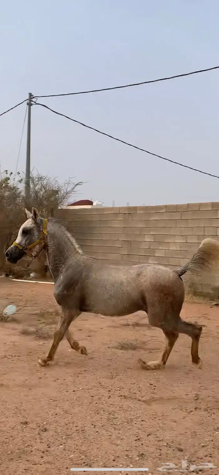 خيل 0