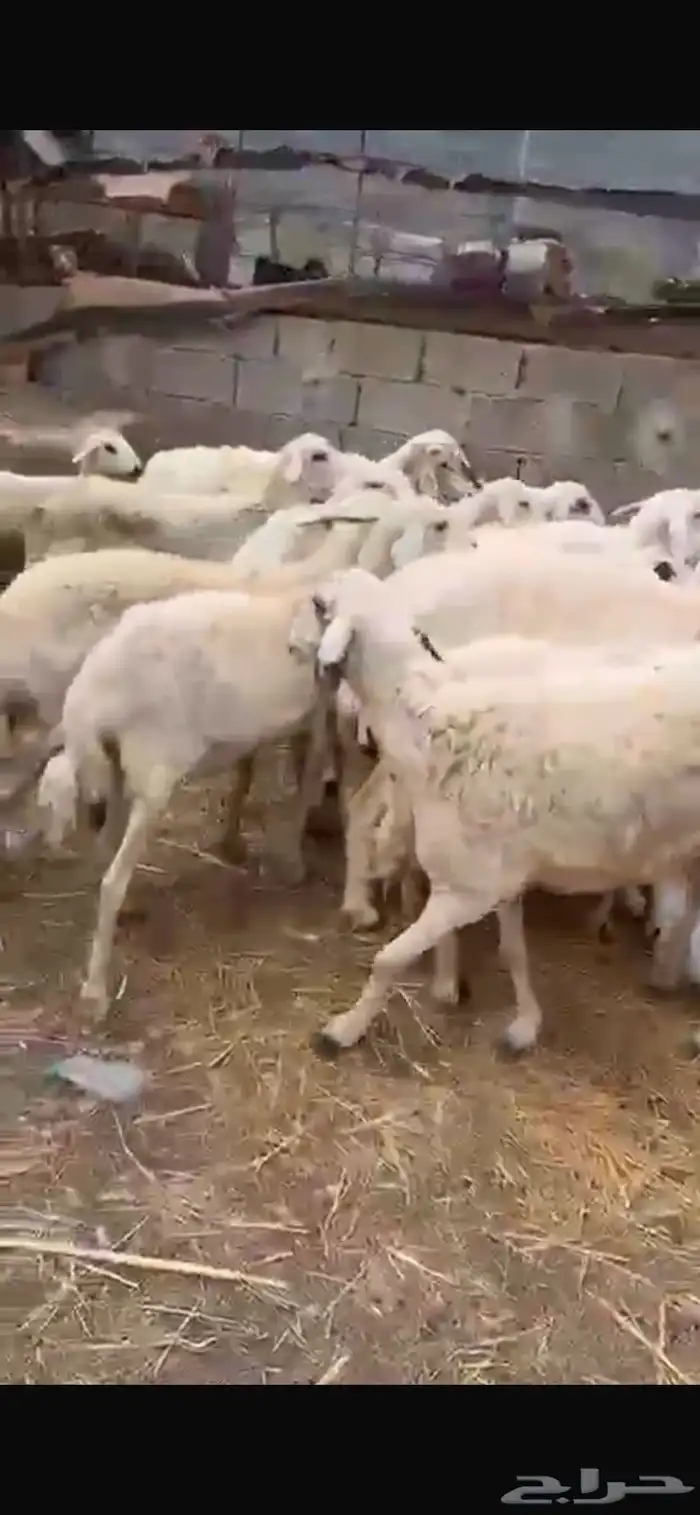((( تم البيع))) ضان للبيع 1