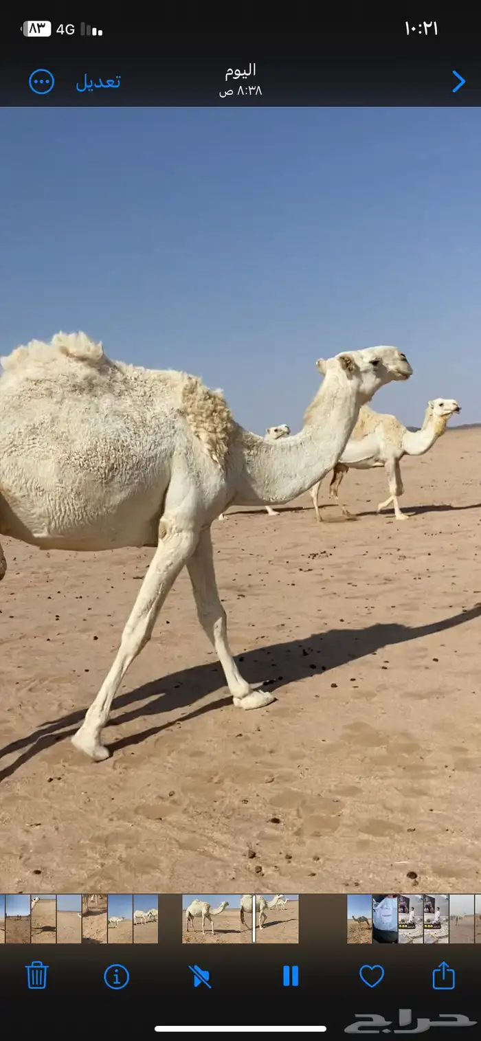 ناقه ضريبه طيبه 0