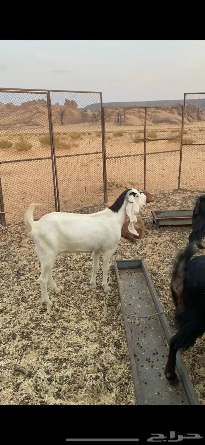 عناق للبيع ا 2