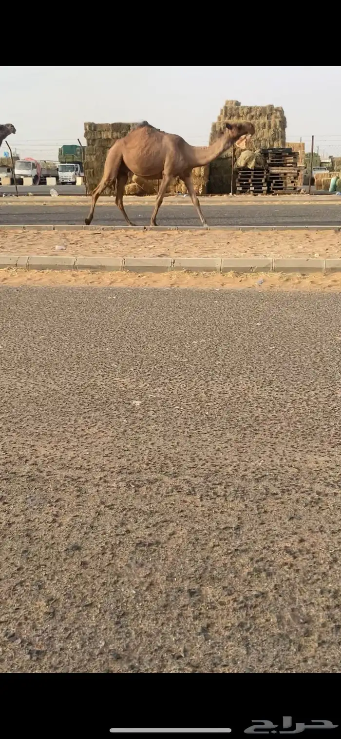 للبيع الخفت الي على جميع الشروط 0