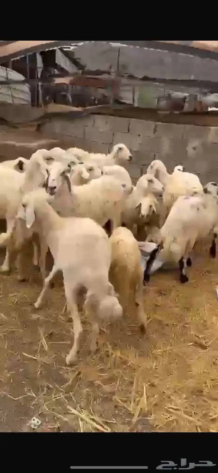 ((( تم البيع))) ضان للبيع 2