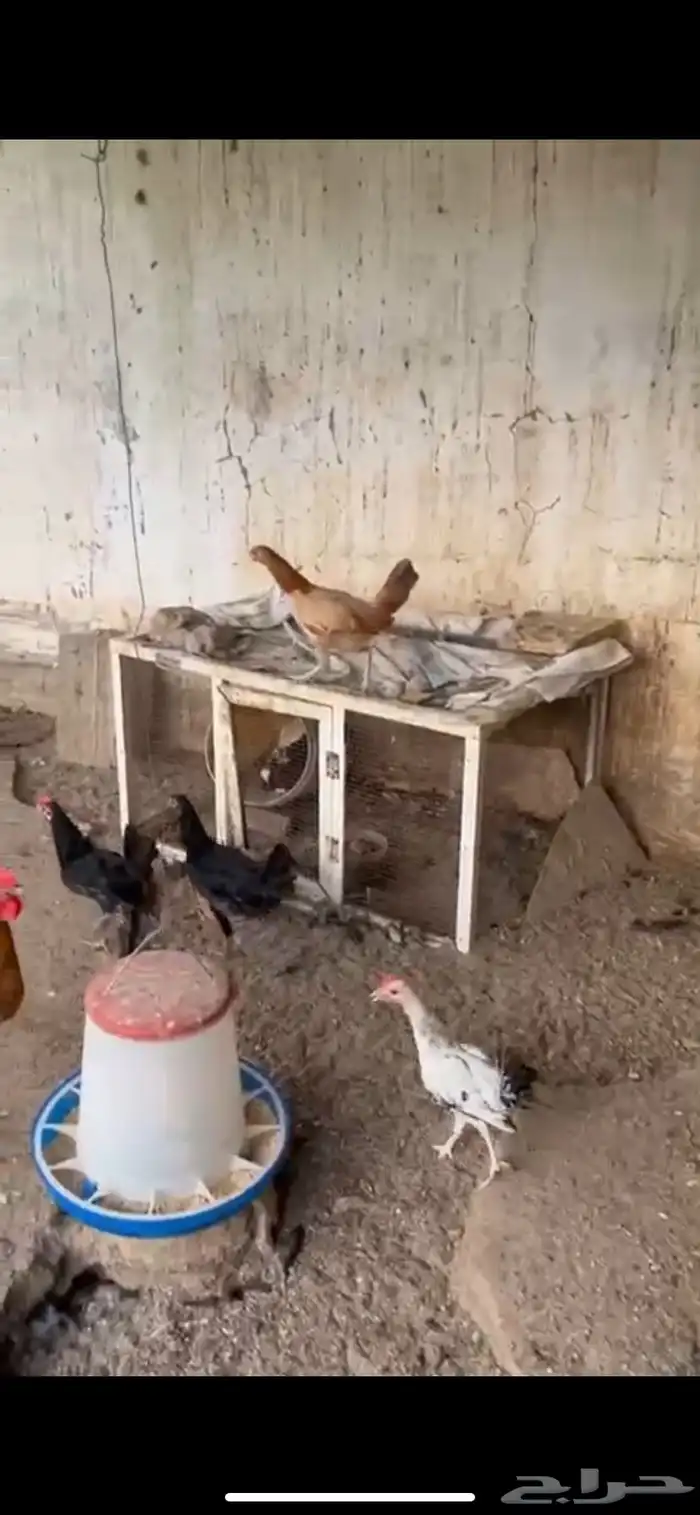 دجاج و وز و ديكه بلديه 1
