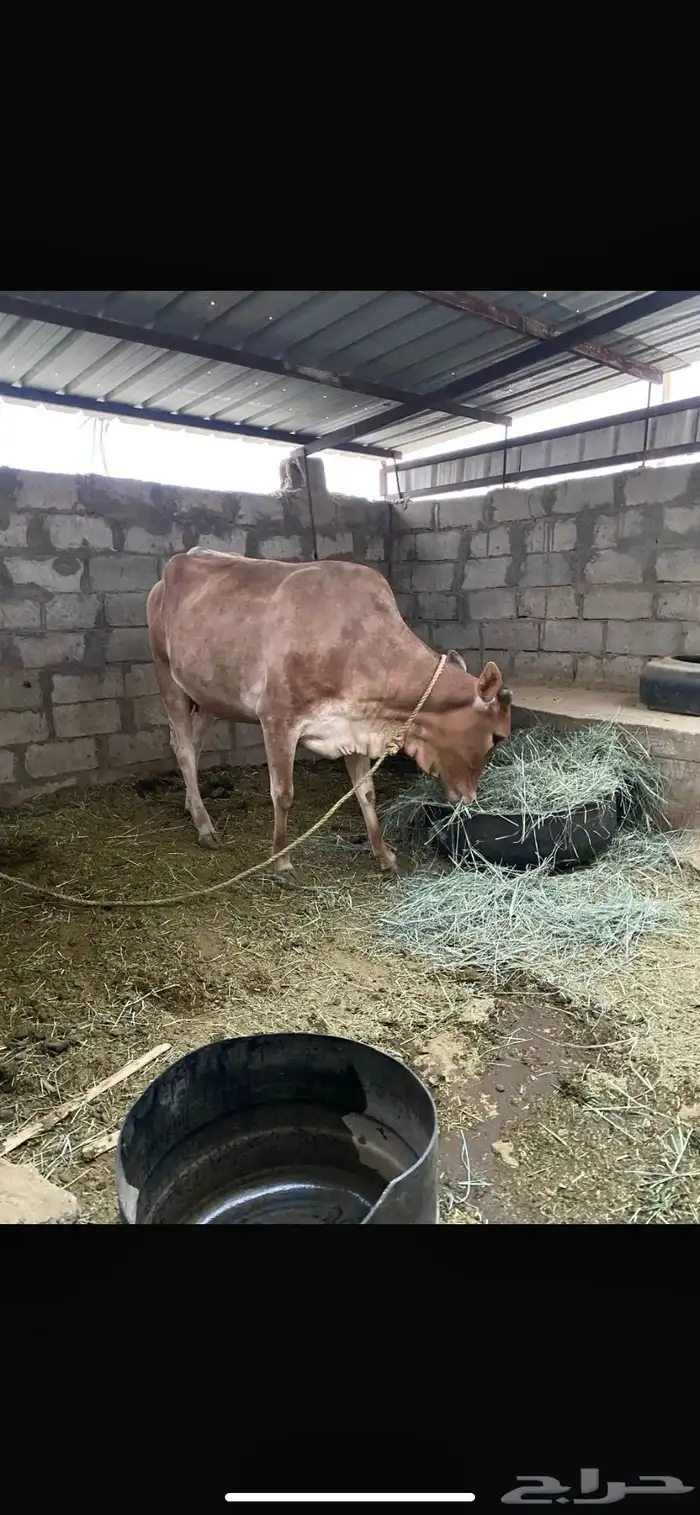 بقره للبيع 2