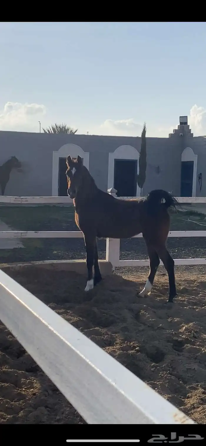 للبيع مهره شعبيه 2