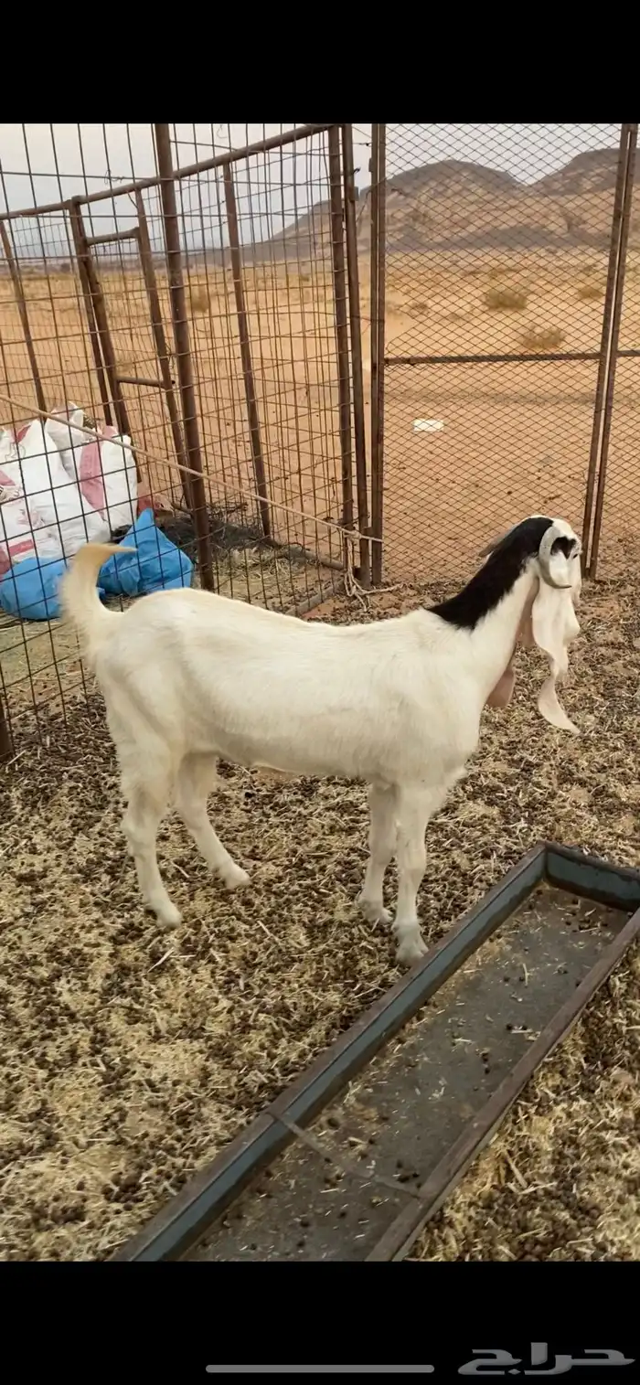 عناق للبيع ا 0