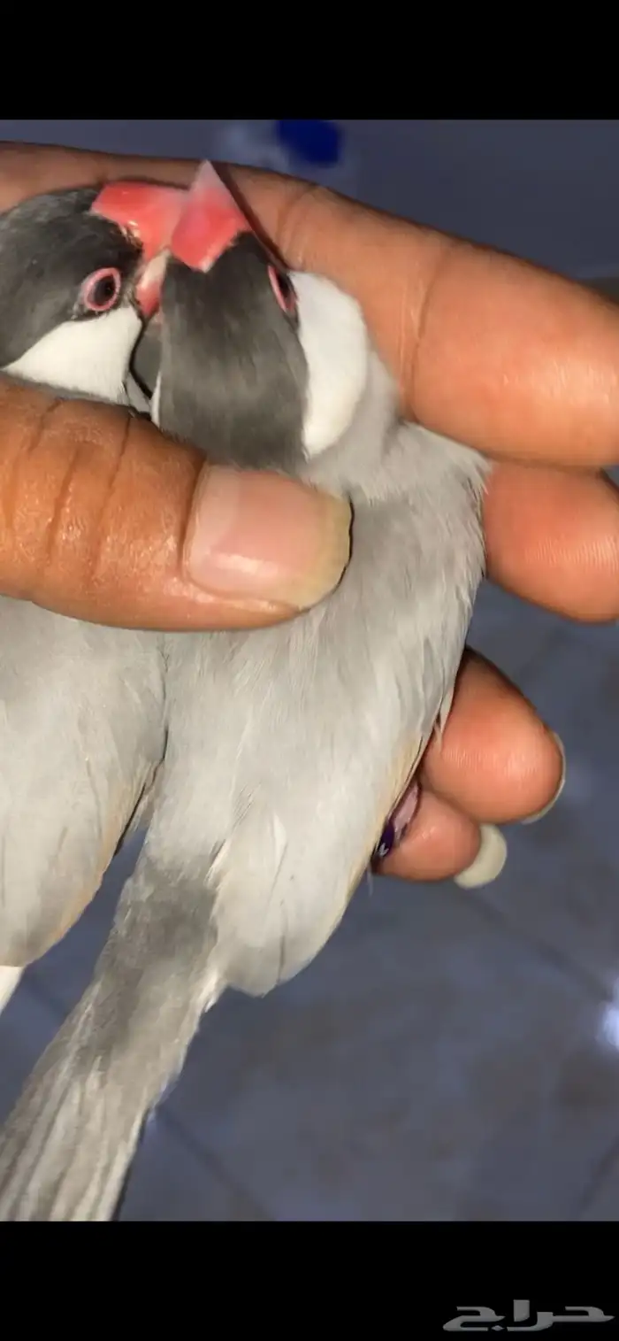 للبيع طيور جاوه اناثي باستيل 0