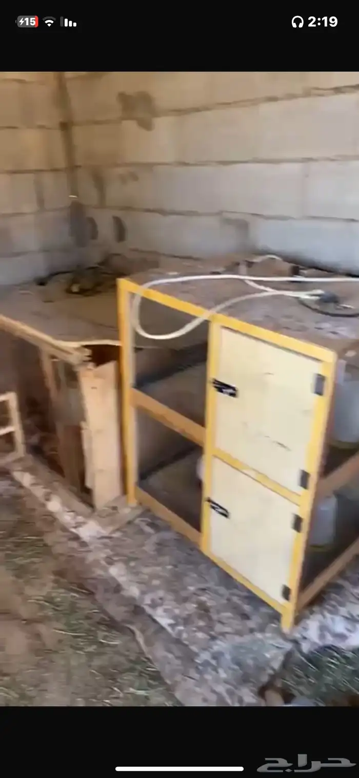 للبيع محاكر صيصان ملسكات جاهزات 0