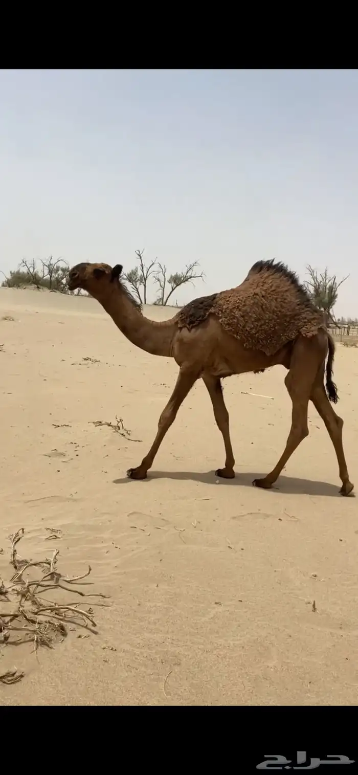 قعود سلاله الهدب 3