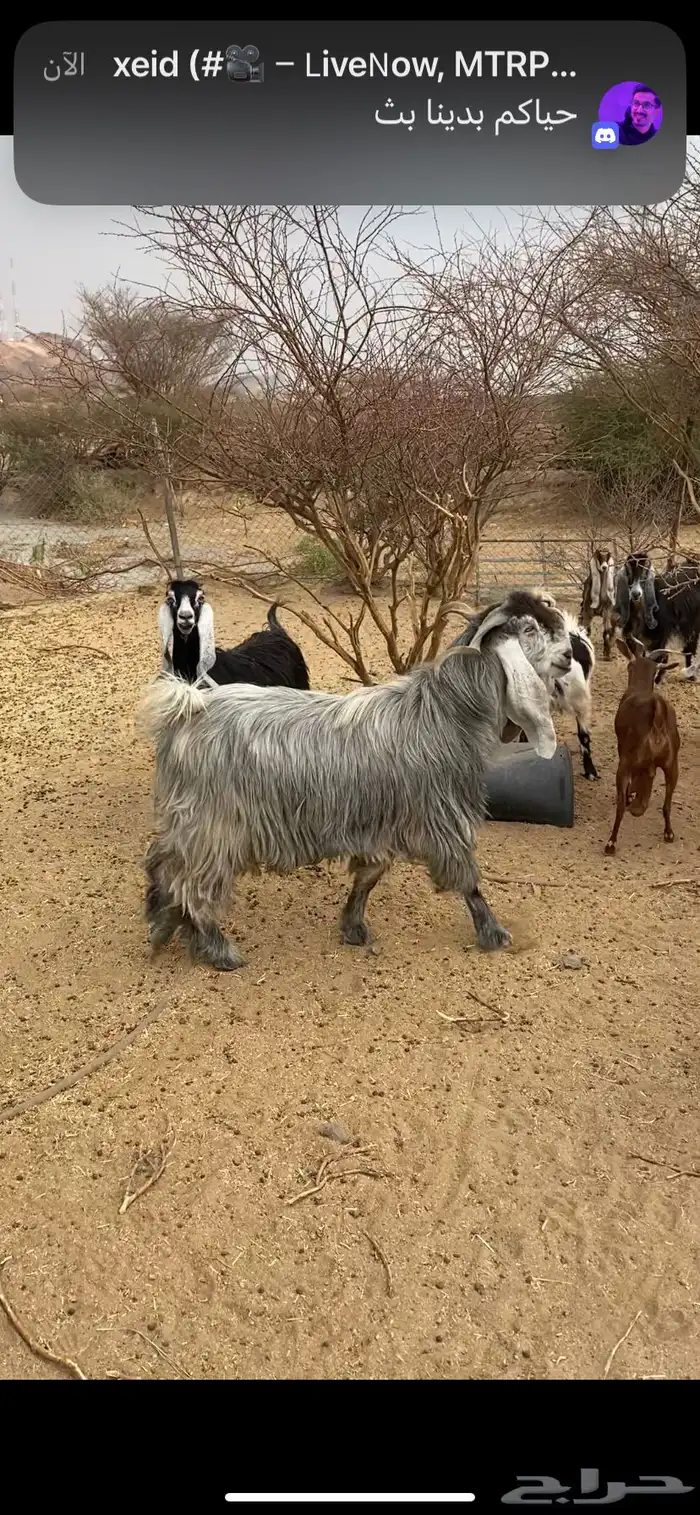 تيس عارضي 0