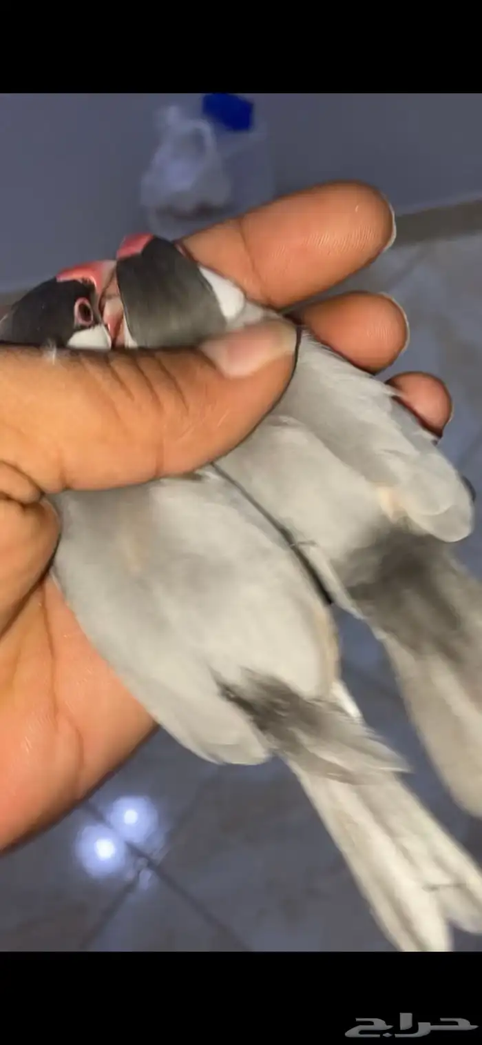 للبيع طيور جاوه اناثي باستيل 2