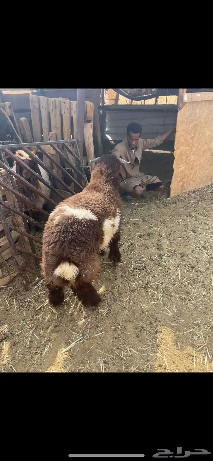 طلي نعيمي فل شحم 0