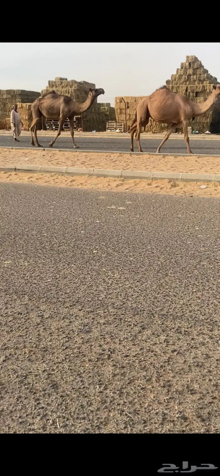 للبيع الخفت الي على جميع الشروط 2