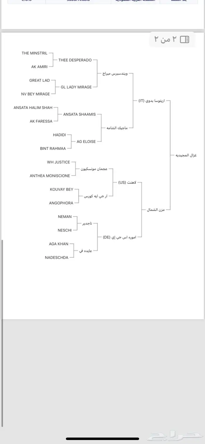 حصان عربي معسوف طرب 1