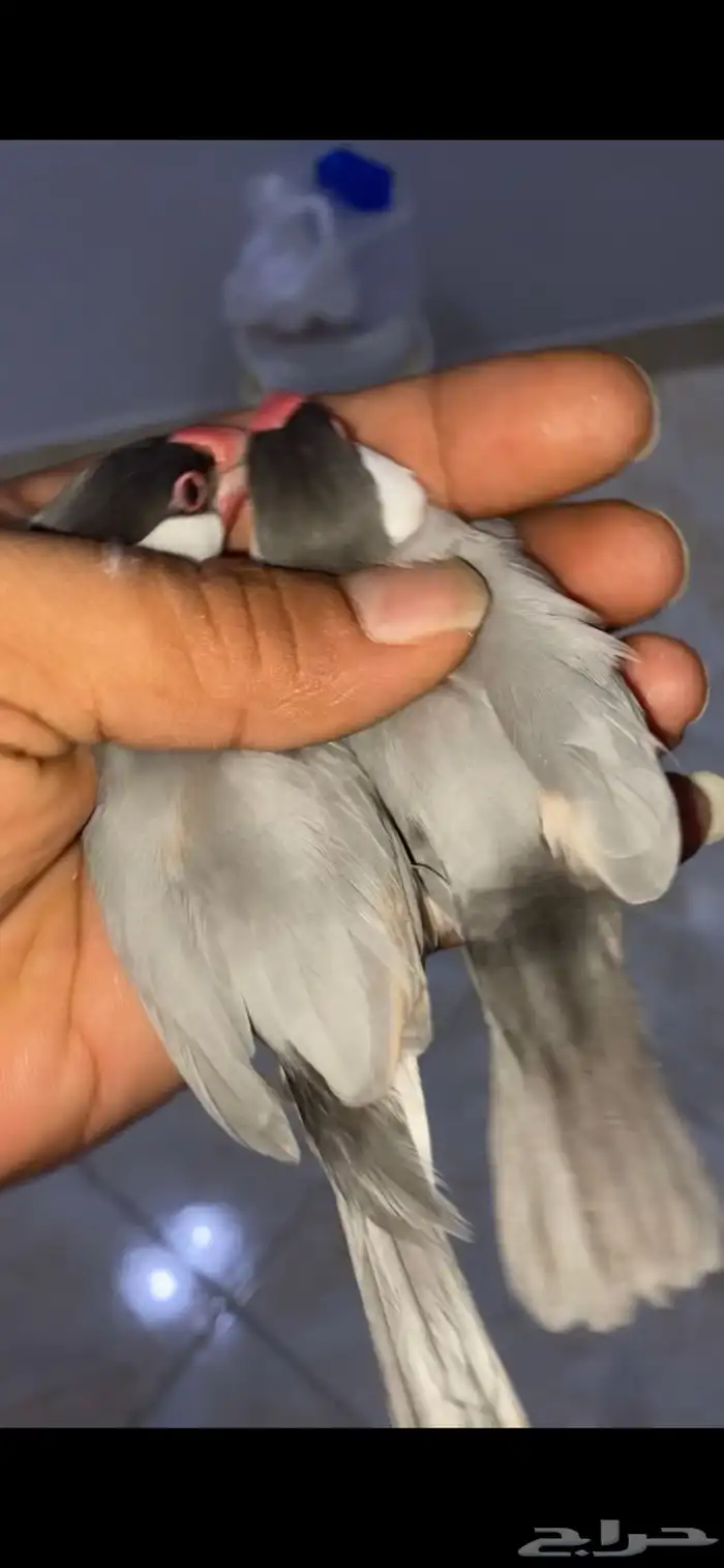 للبيع طيور جاوه اناثي باستيل 1