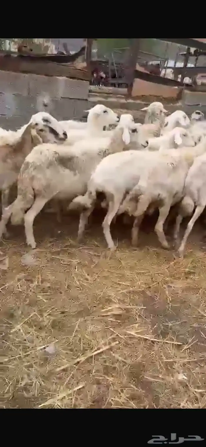 ((( تم البيع))) ضان للبيع 0