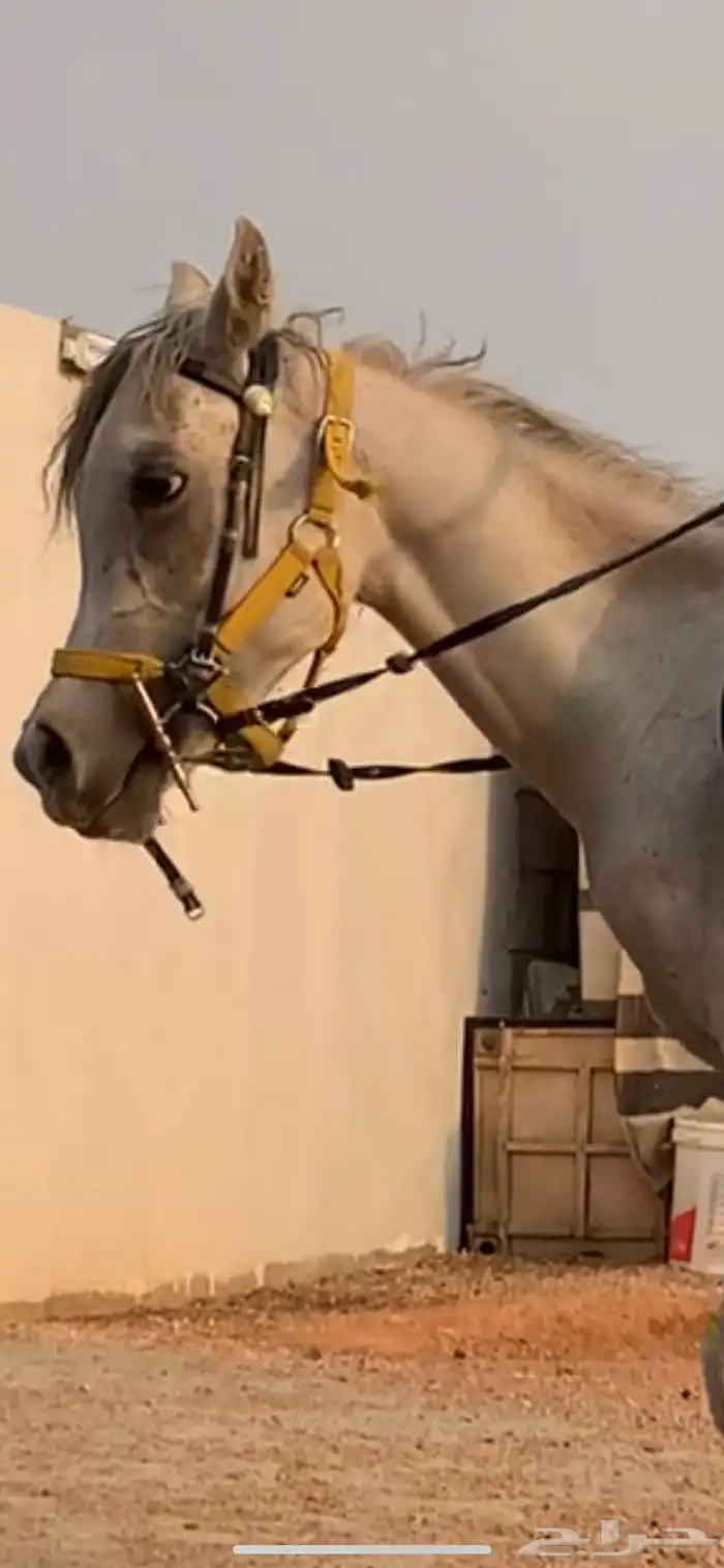 خيل 1