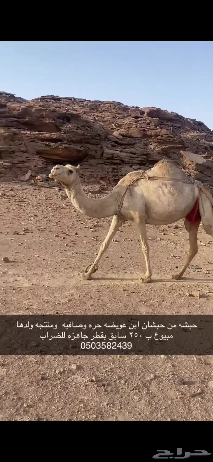 ناقه حره حويطيه 0