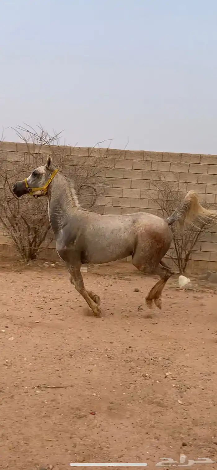خيل 3