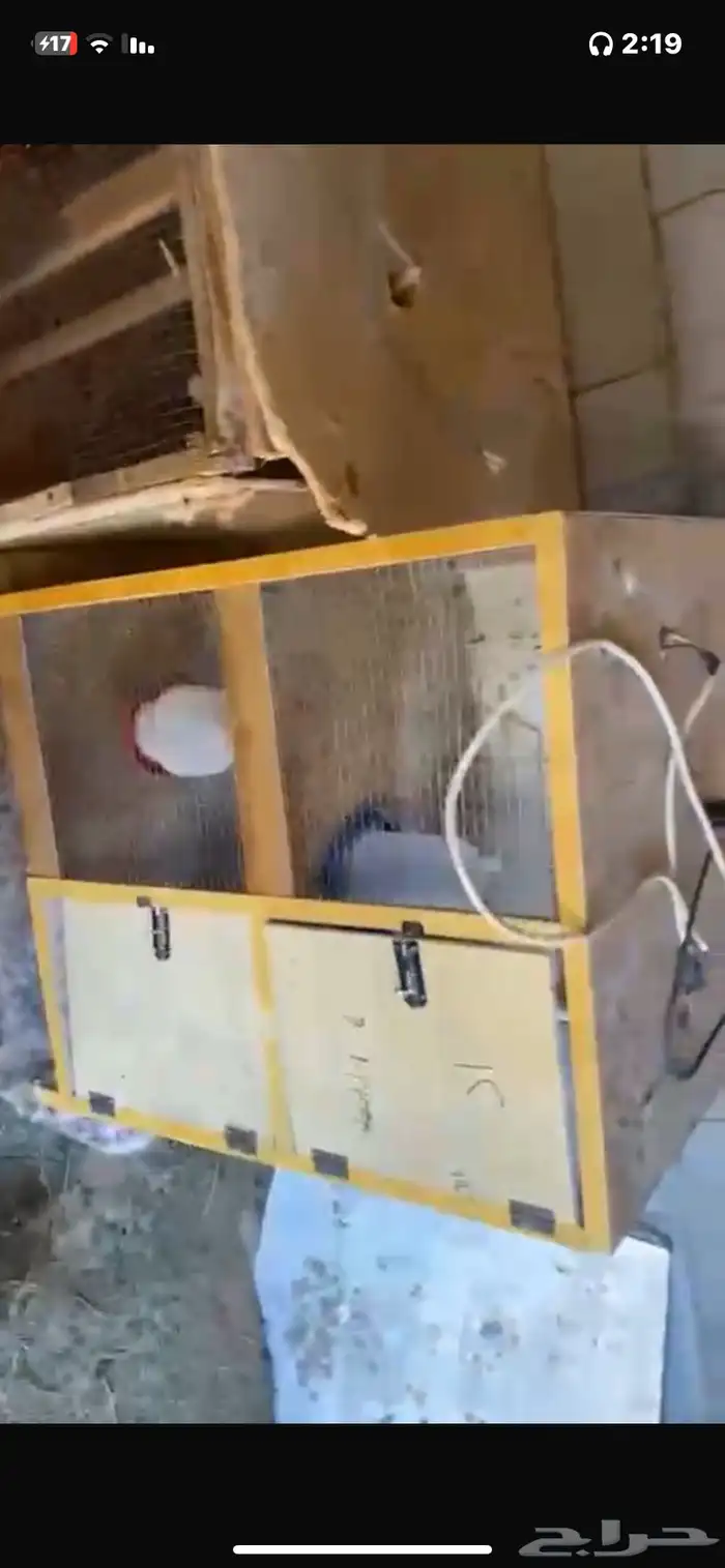 للبيع محاكر صيصان ملسكات جاهزات 3