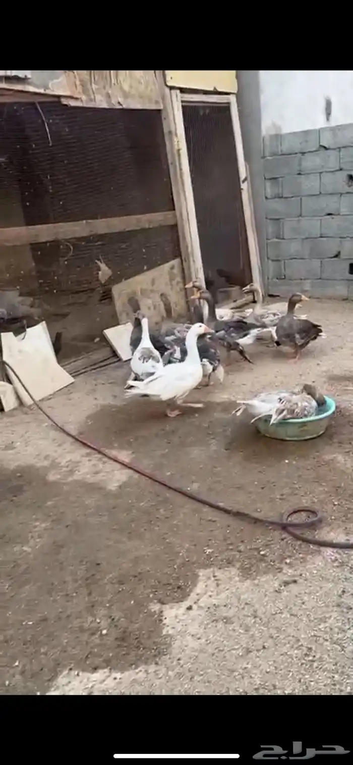 دجاج و وز و ديكه بلديه 2