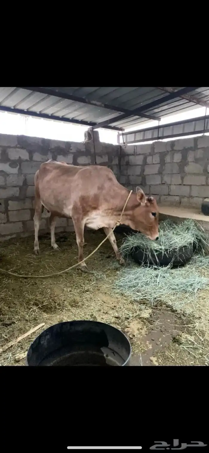 بقره للبيع 1