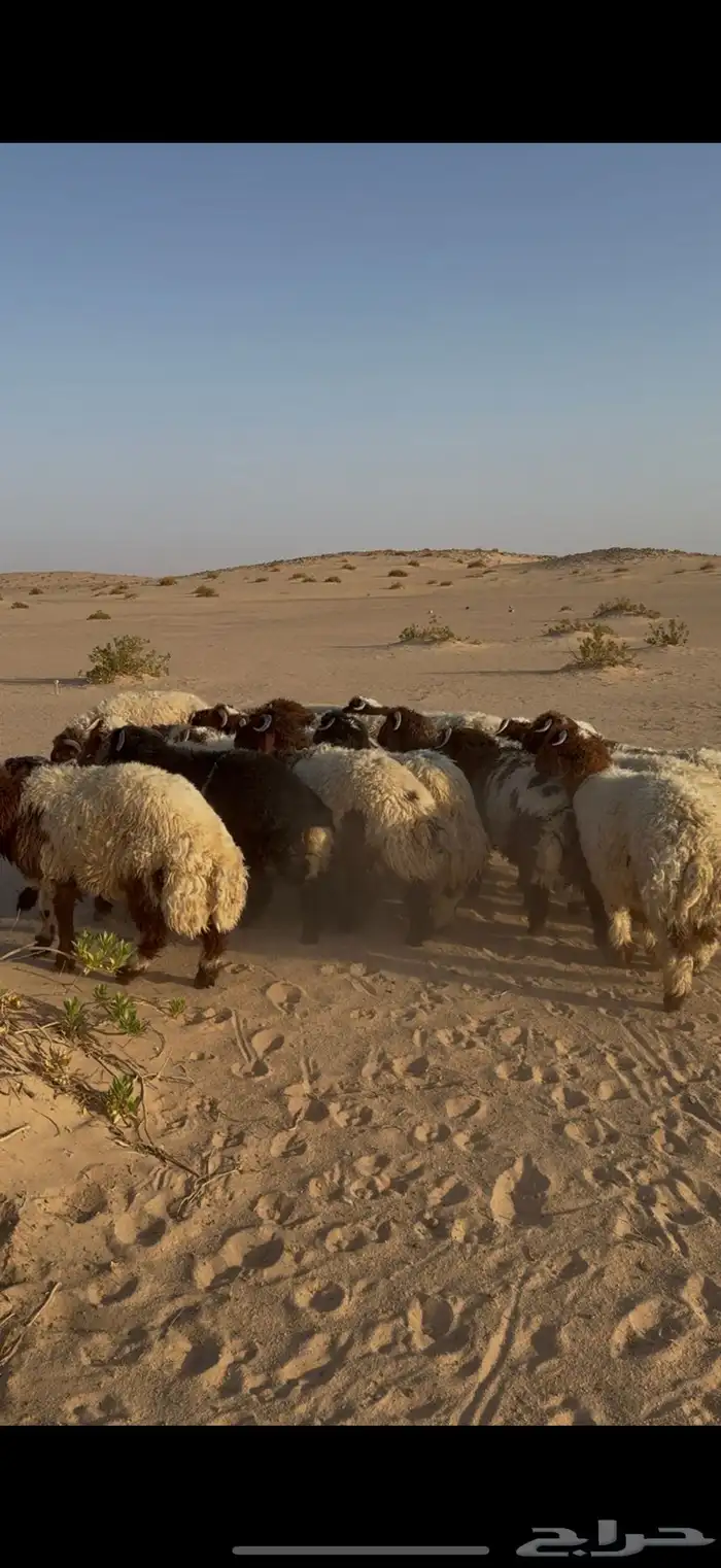 ذبايح ذبيحه نعيمي حري تمارا 2