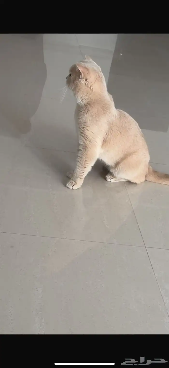 قط ذكر تبني 0