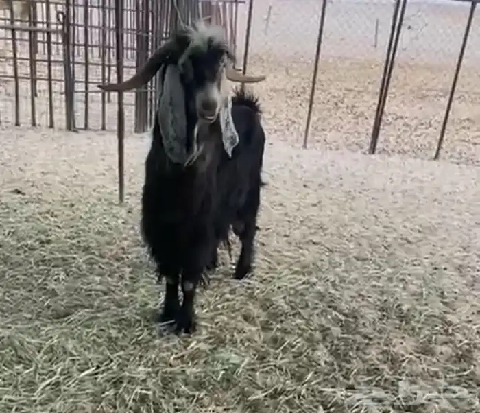 تيس عارضي طيب للبيع شرط صحه ونضافه 0