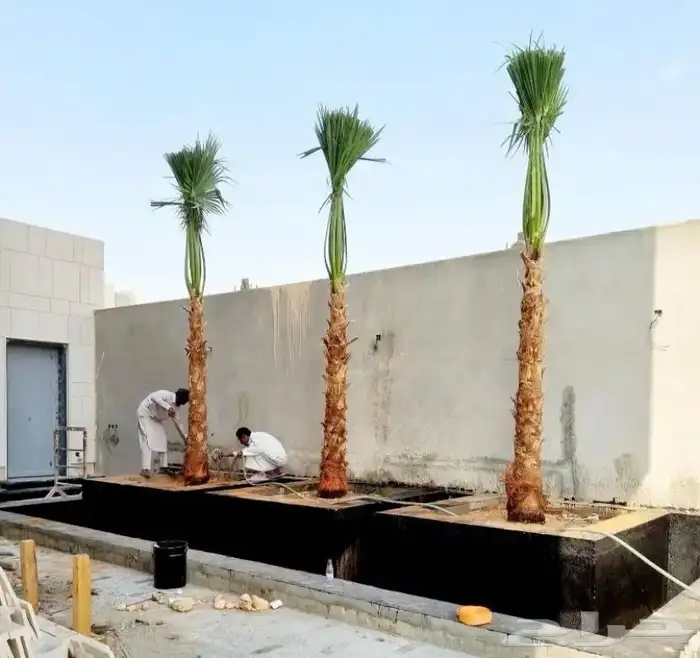 نخل واشنطن ملكي 5