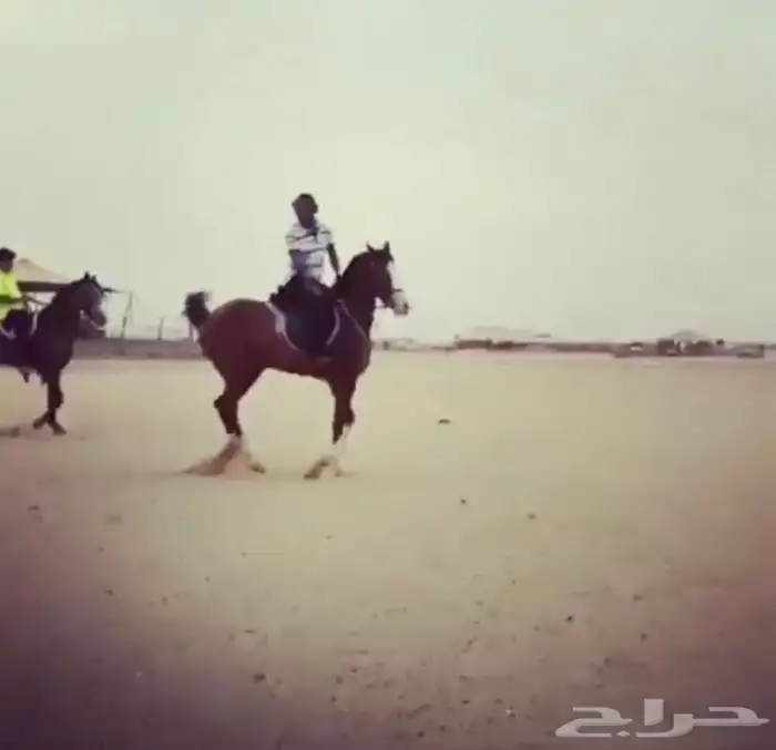 فرس فاخره 3