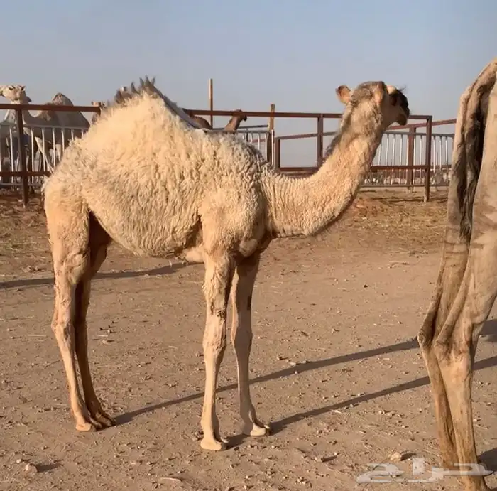 عشراء تحتها بكره كفو. تم البيع 14