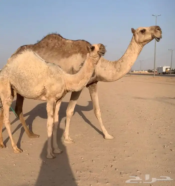 عشراء تحتها بكره كفو. تم البيع 1