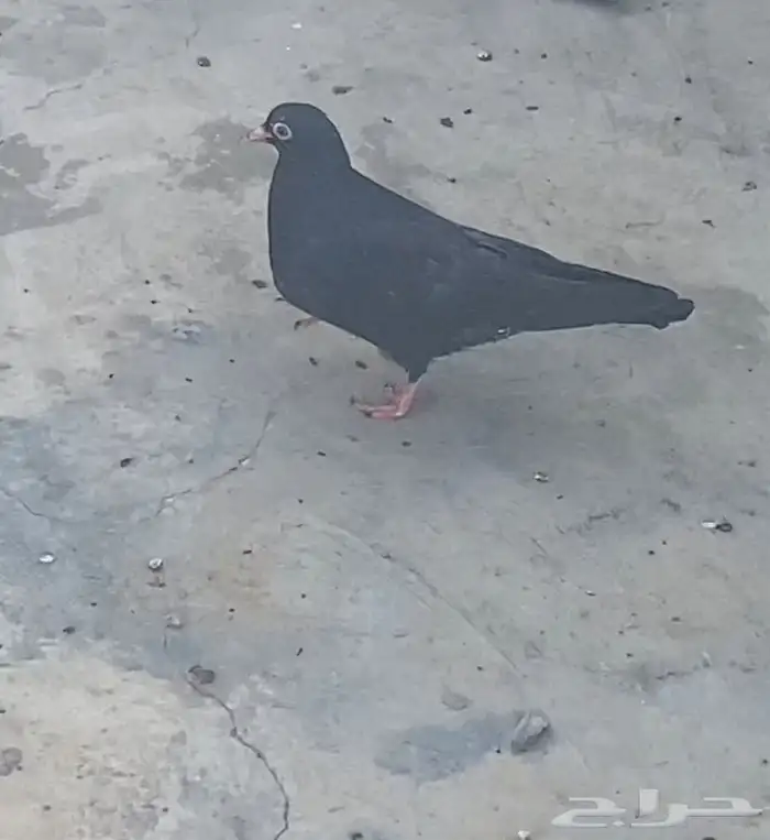 حمام باكستاني 12