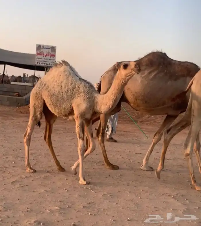 عشراء تحتها بكره كفو. تم البيع 12