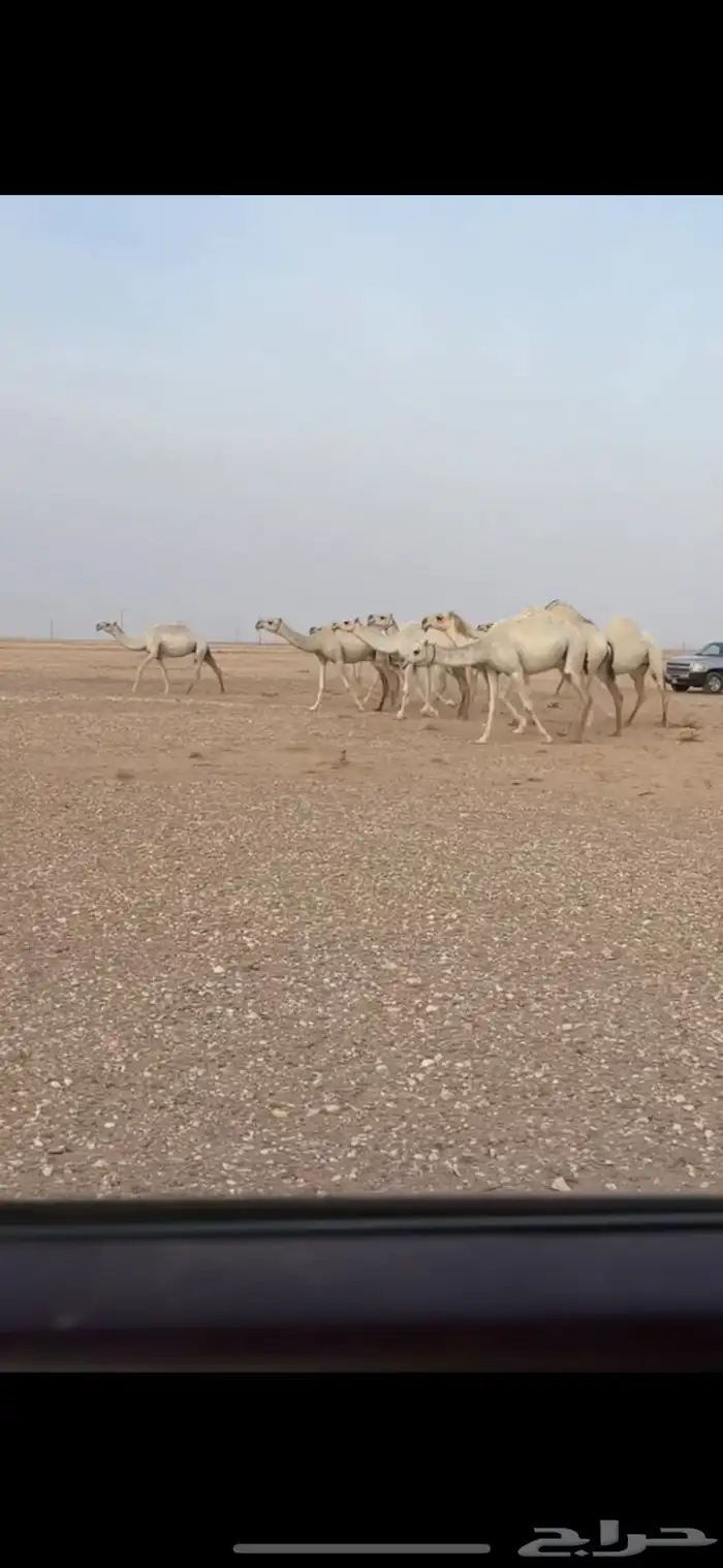 ذود وضح كفوو 6