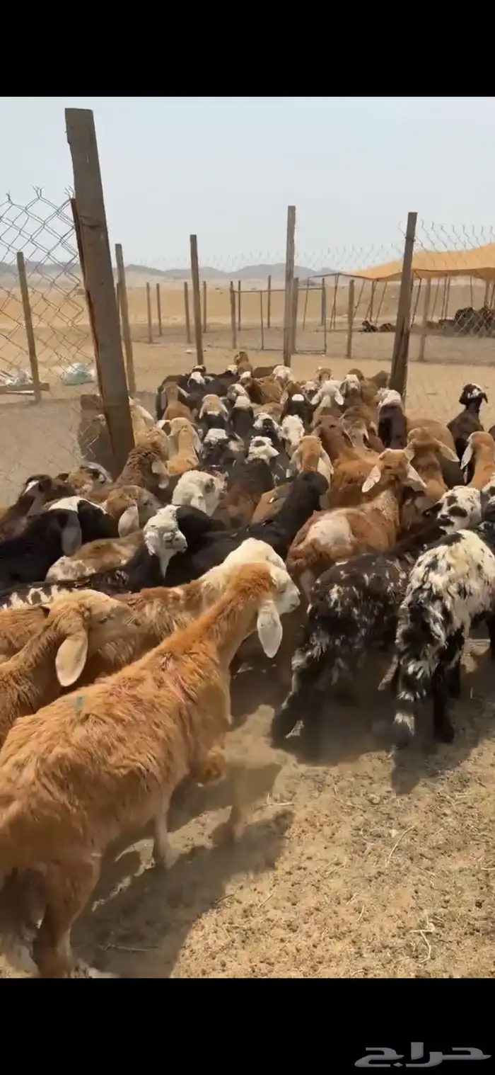 سواكن للبيع 1