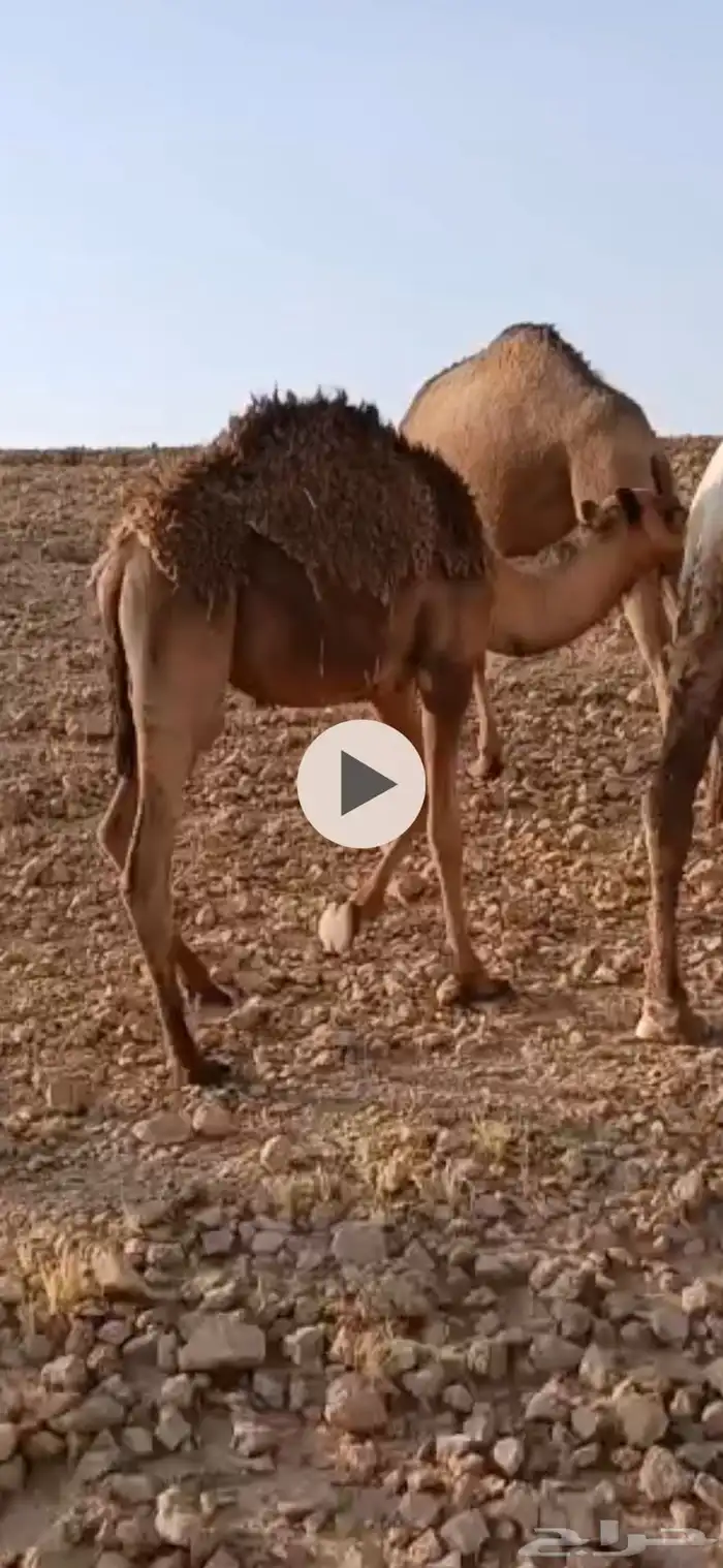 3 قعدان 1