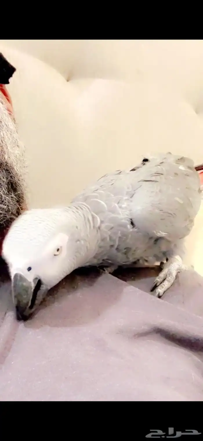 للبيع ببغاء أفريقي كاسكو رمادي 3