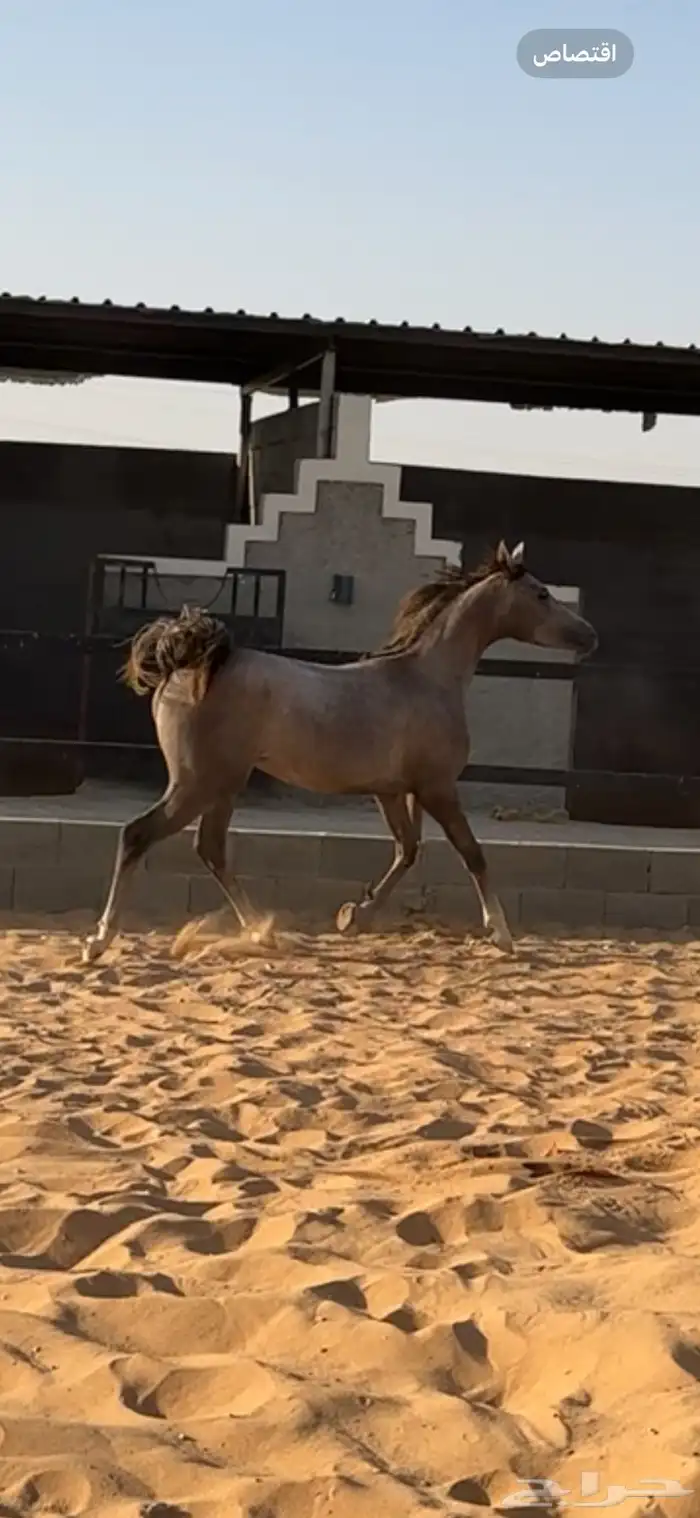 مهر واهو مكس 2