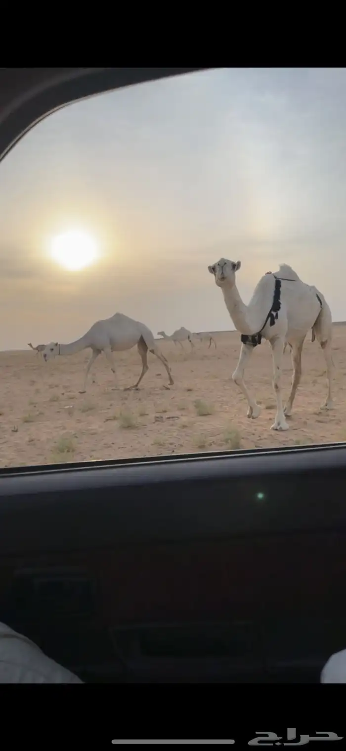 ذود وضح كفوو 20