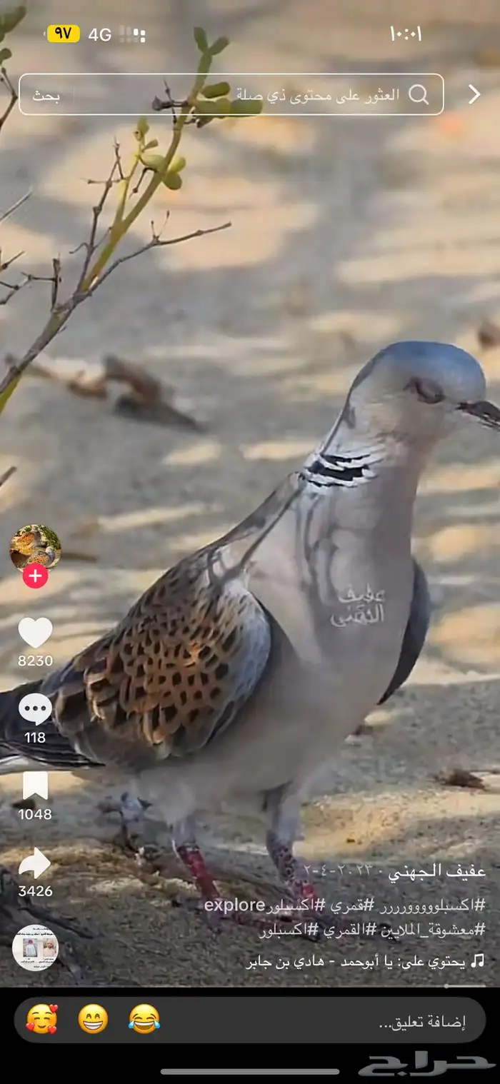 بلبل مهاجر 1