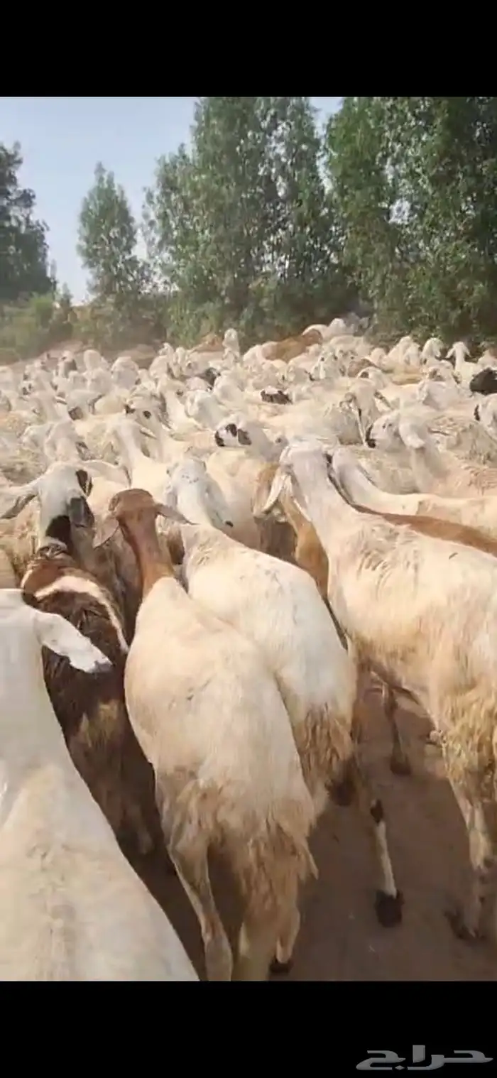 رخال سواكني دمازين مرابي دفيع شرط 4