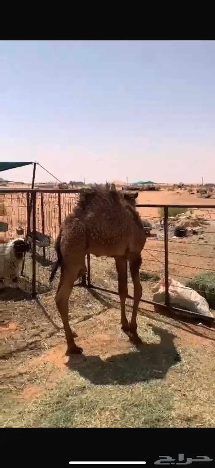 قعود قصب 1