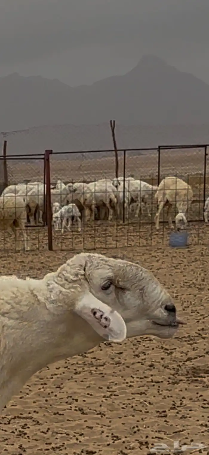 ثني فحل مشروط 2