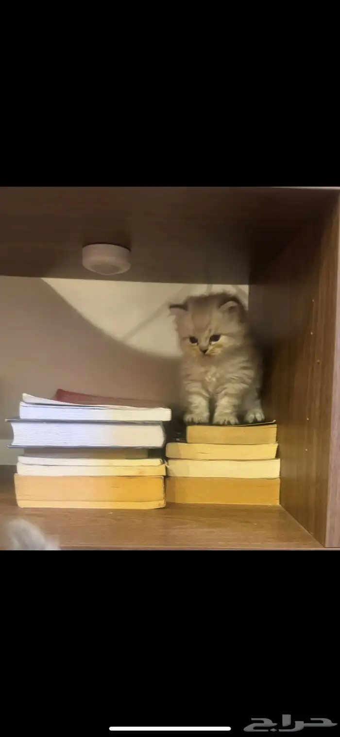 قط شيرازي هملايا صغير كتن 4