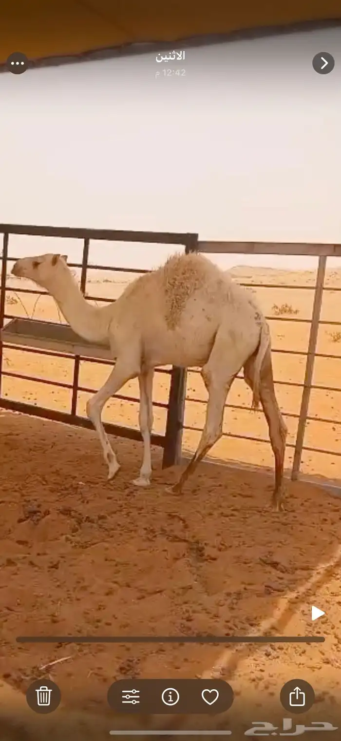 حاشي قعود حشو قصب فل شحم وعلى حليب امه 4