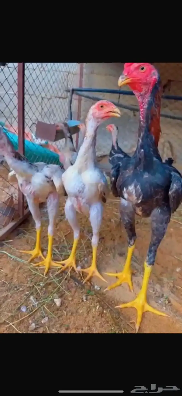 دجاج شامو ياباني 0