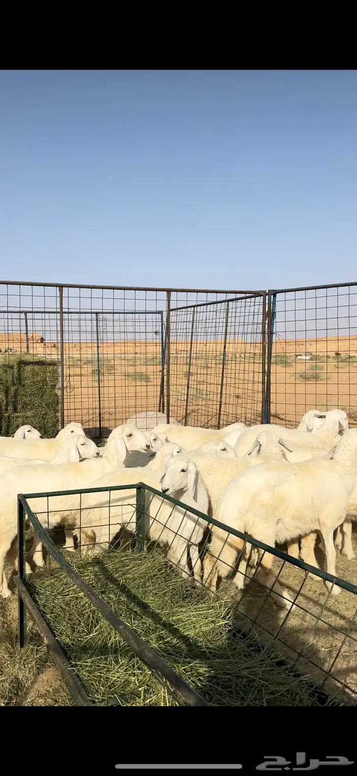 رخال حريه صنف الصنف وفاخره 1