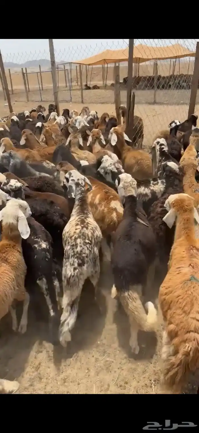 سواكن للبيع 2